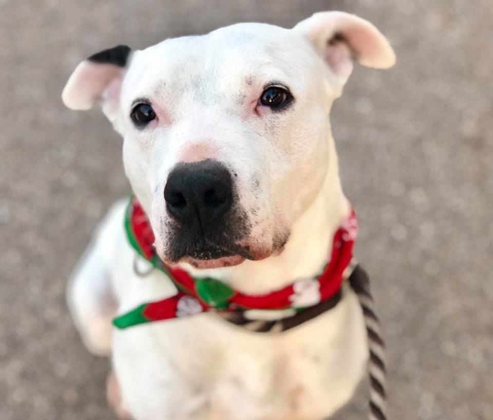 Adopt a friend: Doobie